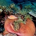 anemonefish_pink_jr_v_0705_png0456.jpg
